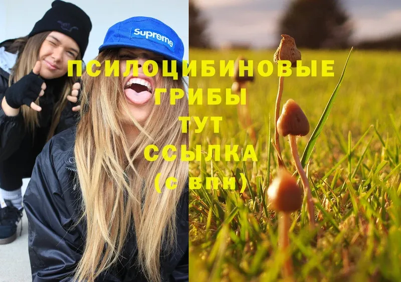 дарнет шоп  Порхов  Псилоцибиновые грибы Magic Shrooms 